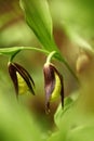 Cypripedium calceolus. This orchid is found in the Czech Republic at approximately 100 localities. Royalty Free Stock Photo