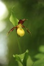 Cypripedium calceolus. This orchid is found in the Czech Republic at approximately 100 localities. Royalty Free Stock Photo