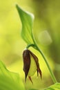 Cypripedium calceolus. This orchid is found in the Czech Republic at approximately 100 localities. Royalty Free Stock Photo