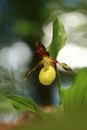 Cypripedium calceolus. This orchid is found in the Czech Republic at approximately 100 localities. Royalty Free Stock Photo