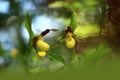 Cypripedium calceolus. This orchid is found in the Czech Republic at approximately 100 localities. Royalty Free Stock Photo