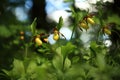 Cypripedium calceolus. This orchid is found in the Czech Republic at approximately 100 localities. Royalty Free Stock Photo