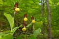 Cypripedium calceolus with selective focus Royalty Free Stock Photo