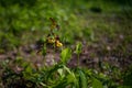Cypripedium calceolus - Slipper Slipper - beautiful yellow flower in cabbage grass. Photo of wild nature Royalty Free Stock Photo