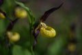 Cypripedium calceolus - Slipper Slipper - beautiful yellow flower in cabbage grass. Photo of wild nature Royalty Free Stock Photo