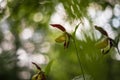 Cypripedium calceolus - Slipper Slipper - beautiful yellow flower in cabbage grass. Photo of wild nature Royalty Free Stock Photo