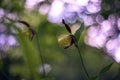 Cypripedium calceolus - Slipper Slipper - beautiful yellow flower in cabbage grass. Photo of wild nature Royalty Free Stock Photo