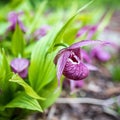 Cypripedium is a genus of 58 species  nothospecies of hardy orchids; it is one of five genera that together compose the Royalty Free Stock Photo