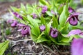 Cypripedium is a genus of 58 species and nothospecies of hardy orchids; it is one of five genera that together compose the Royalty Free Stock Photo