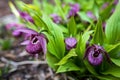 Cypripedium Royalty Free Stock Photo