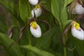 Cypripedium montanum Royalty Free Stock Photo