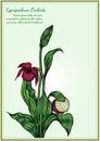 Cypripedium orchids card by hand drawing Royalty Free Stock Photo