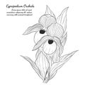 Cypripedium orchids by hand drawing