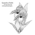 Cypripedium orchids by hand drawing