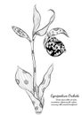 Cypripedium orchids by hand drawing