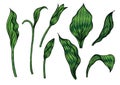 Cypripedium orchids leaves by hand drawing.