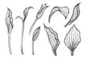 Cypripedium orchids leaves by hand drawing.