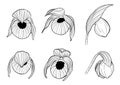 Cypripedium orchids set by hand drawing. Royalty Free Stock Photo