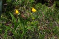 Cypripedium parviflorum, commonly known as yellow lady`s slipper