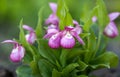 Cypripedium pink colored flower that looks like a shoe