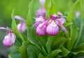 Cypripedium pink colored flower that looks like a shoe