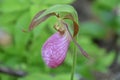 Cypripedium reginae ou `sabot de la vierge`, orchid from Quebec