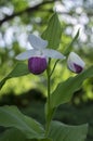 Cypripedium reginae wonderful garden ornamental orchid flower, pink and white flowering plant Royalty Free Stock Photo