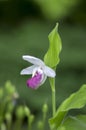 Cypripedium reginae wonderful garden ornamental orchid flower, pink and white flowering plant Royalty Free Stock Photo