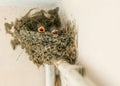 Cyprus barn swallow chickens babies Hirundo rustica in cup nest on pipe inside building Royalty Free Stock Photo