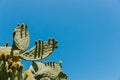 Cyprus cactus. View of cactus growing against the blue sky. Royalty Free Stock Photo