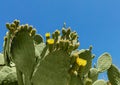 Cyprus cactus. View of cactus growing against the blue sky. Royalty Free Stock Photo