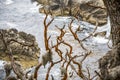 Cyprus Cove Trail at Point Lobos, big sur coast in California Royalty Free Stock Photo