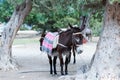 Cyprus Donkey Royalty Free Stock Photo
