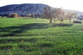 Cyprus Landscapes, Olive trees in the nature surrounded by Green Grass and small hills all outside small village areas Royalty Free Stock Photo