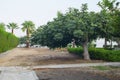 Cyprus mediterranean street fig tree, green hedge and palms near the sea. Horzontal with copy space for text and design Royalty Free Stock Photo