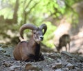 Cyprus moufflons wildlife scene Royalty Free Stock Photo