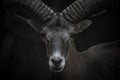 Cyprus Mouflon portrait Royalty Free Stock Photo