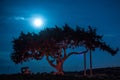 Cyprus old tree on a background of the night sky. Illuminated backlit moon Royalty Free Stock Photo