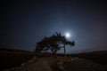 Cyprus old tree on a background of the night sky. Illuminated backlit moon Royalty Free Stock Photo