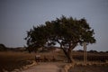 Cyprus old tree on a background of the night sky. Illuminated backlit moon Royalty Free Stock Photo