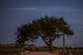 Cyprus old tree on a background of the night sky. Illuminated backlit moon Royalty Free Stock Photo