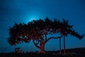 Cyprus old tree on a background of the night sky. Illuminated backlit moon Royalty Free Stock Photo