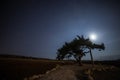 Cyprus old tree on a background of the night sky. Illuminated backlit moon Royalty Free Stock Photo
