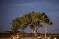 Cyprus old tree on a background of the night sky. Illuminated backlit moon Royalty Free Stock Photo
