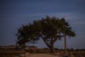 Cyprus old tree on a background of the night sky. Illuminated backlit moon Royalty Free Stock Photo