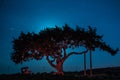Cyprus old tree on a background of the night sky. Illuminated backlit moon Royalty Free Stock Photo