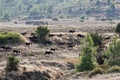 Goat Herd on the mountain h ills in C yprus