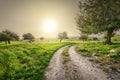 Cyprus spring landscape, rural road and carob trees during sunset golden hour