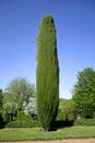 Cyprus tree in the gardens