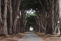 Cyprus tree tunnel with no people